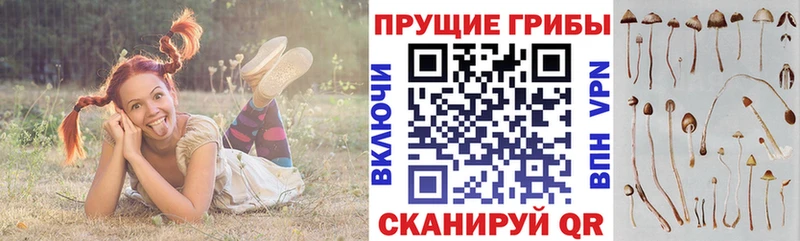 Псилоцибиновые грибы Psilocybe  Пыталово 